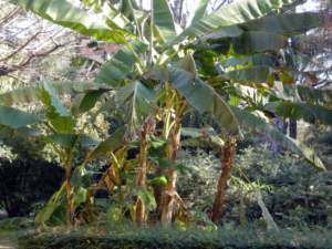 musa ensete banano