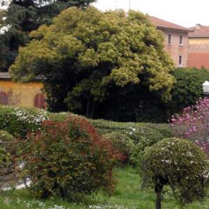 photinia albero
