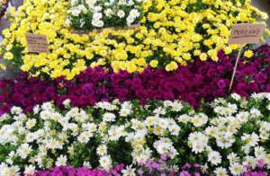 margherite osteospermum