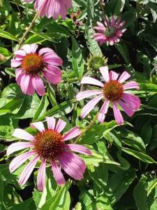margherite echinacea