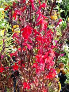 Lobelia speciosa