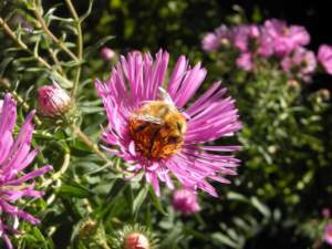 margherite aster ape