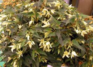 begonie boliviensis
