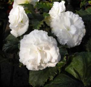begonie tuberhybrida