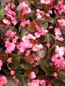 Begonie boliviensis