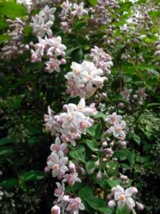 clematidi clematis montana