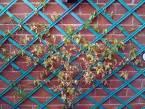 clematidi clematis wilt