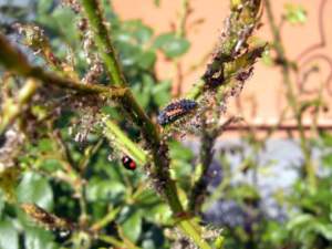 coccinella_larva_afidi
