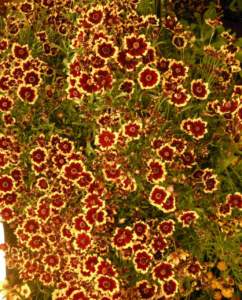 margherite coreopsis