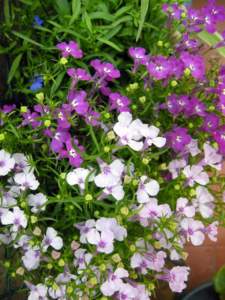 lobelia
