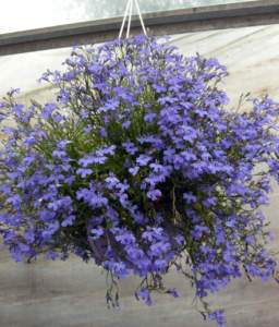 lobelia basket