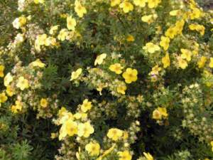 potentilla