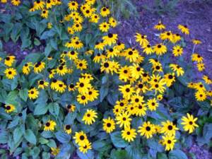 margherite rudbeckia