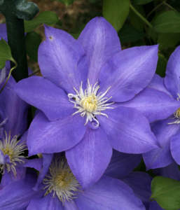 clematis murabilia