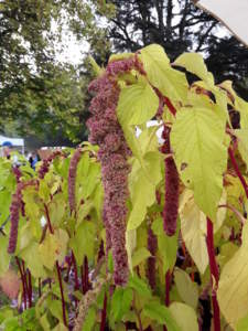 Amaranthus caudatus ' Mira '