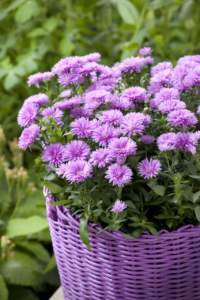 Aster