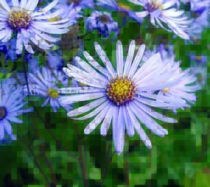 Aster amellus