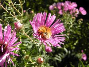 Aster