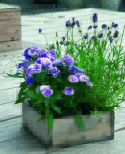 Aster novi-belgii