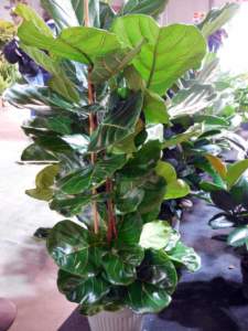 ficus lyrata