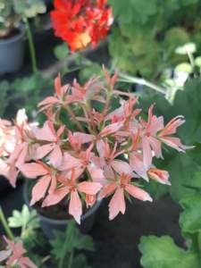 Pelargonium Stellar