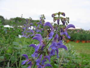 Salvia miltiorrhiza murabilia