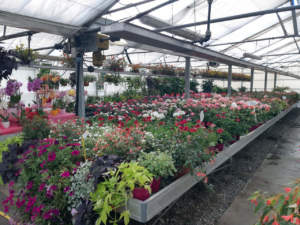 floricoltura