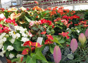 floricoltura