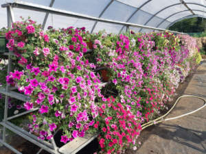 floricoltura