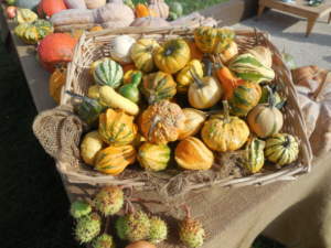 mostra mercato
