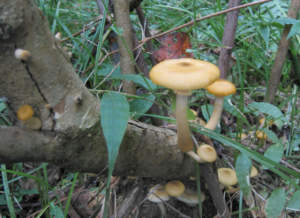 Armillaria_mellea_