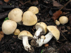Calocybe_gambosa