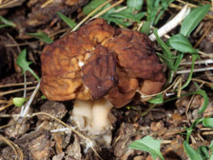 Gyromitra esculenta