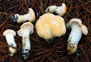 Hydnum_repandum