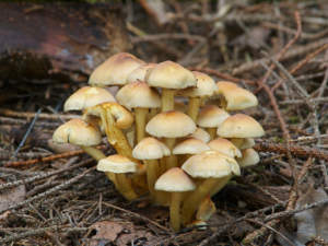 Hypholoma fasciculare