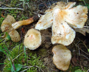 Inocybe patouillardii