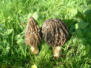 Morchella_esculenta