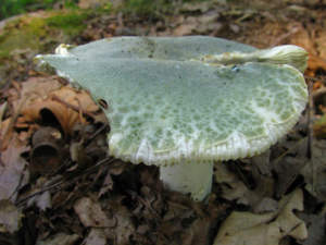 Russula_virescens