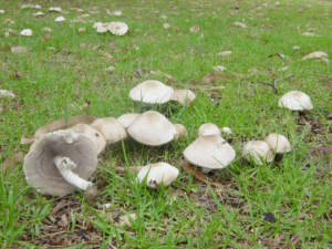 agaricus_arvensis