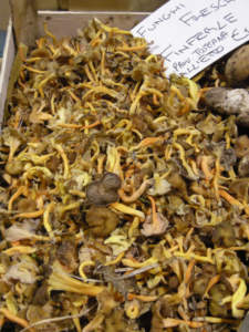 Cantharellus lutescens