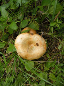 lactarius_deliciosus