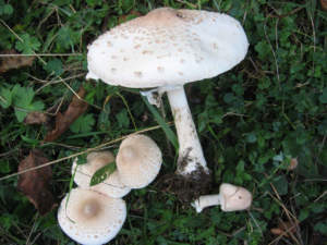 macrolepiota rhacodes