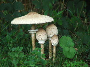 macrolepiota procera