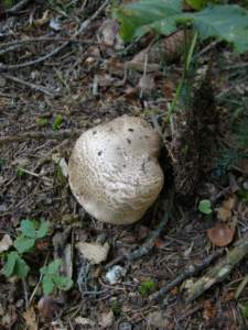 psalliota_langei