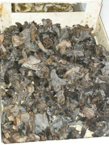 Craterellus cornucopioides