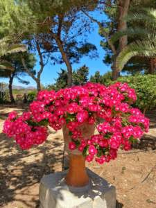 Giardino dell'Impossibile