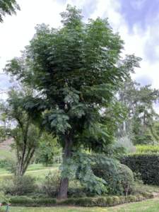 landriana