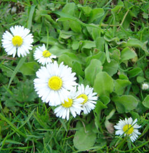 Bellis_perennis margheritina