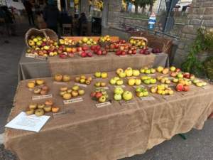 mostre mercato