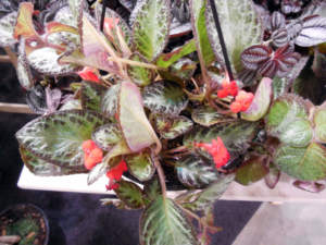 myplant episcia